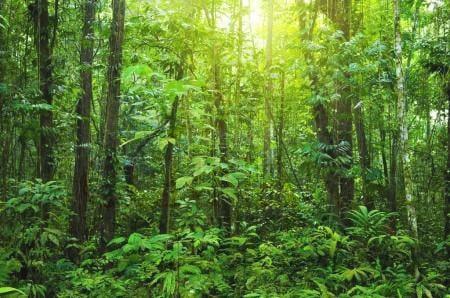 stavebný pozemok s lesom kosice - slanske nove mesto predaj